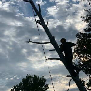 Sillhoutete of a worker performing tree landscaping with a chainsaw